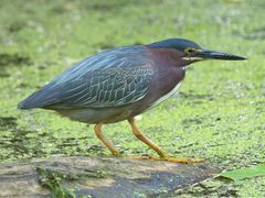 Green Heron