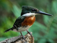 Green Kingfisher