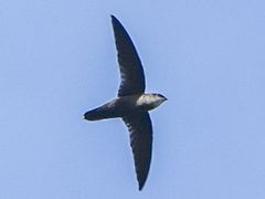 Gray-rumped Swift