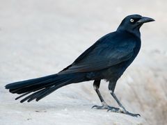 Great-tailed Grackle