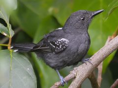 Gray Antbird