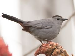 Gray Catbird