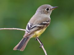 Gray Flycatcher