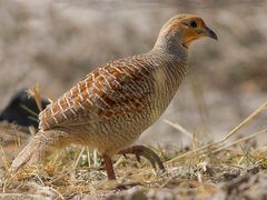 Gray Francolin