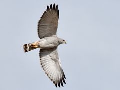 Gray Hawk