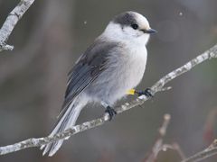 Canada Jay
