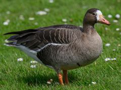 Greater White-fronted Goose