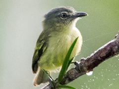 Gray-crowned Flatbill