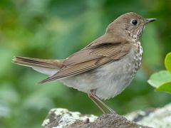 Gray-cheeked Thrush