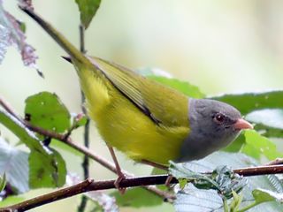 Pink-billed Cnemoscopus