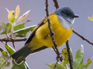 Black-billed Cnemoscopus