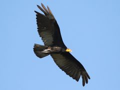 Greater Yellow-headed Vulture