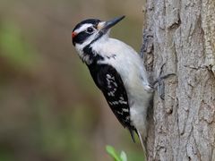 Hairy Woodpecker