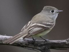 Hammond's Flycatcher