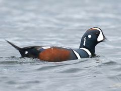 Harlequin Duck
