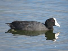 Hawaiian Coot