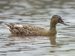 Hawaiian Duck