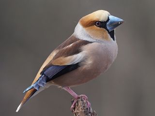 Appelvink