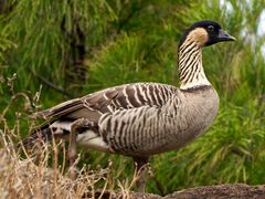 Hawaiian Goose