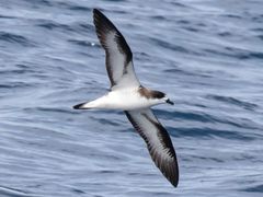 Hawaiian Petrel