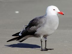 Heermann's Gull