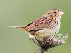 Henslow's Sparrow
