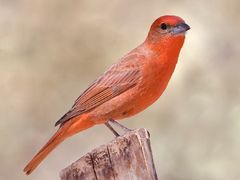 Hepatic Tanager