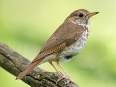 Hermit Thrush