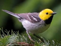 Hermit Warbler