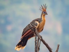 Hoatzin