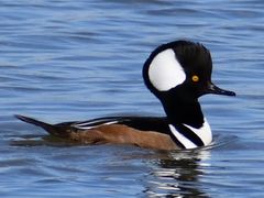 Hooded Merganser