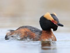 Horned Grebe