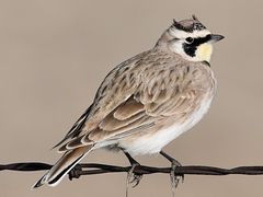 Horned Lark