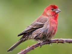 House Finch