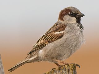 Huismus