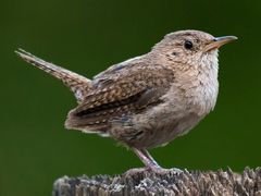Northern House Wren