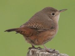 Southern House Wren