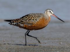 Hudsonian Godwit