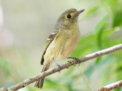 Hutton's Vireo