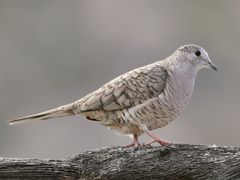 Inca Dove
