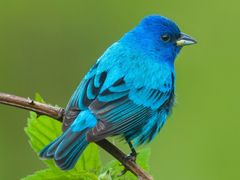 Indigo Bunting