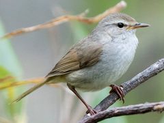 Japanese Bush Warbler