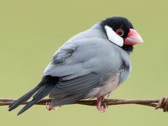 Java Sparrow