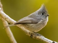 Juniper Titmouse