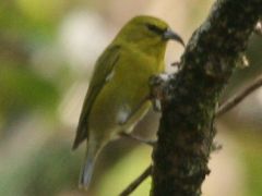 Kauai Amakihi