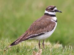 Killdeer