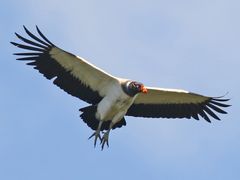 King Vulture