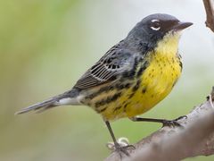 Kirtland's Warbler