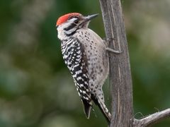 Ladder-backed Woodpecker