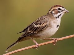 Lark Sparrow